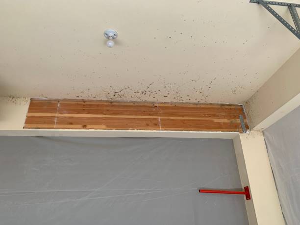 Best Environmental Consulting for Mold Prevention  in Delphi, IN