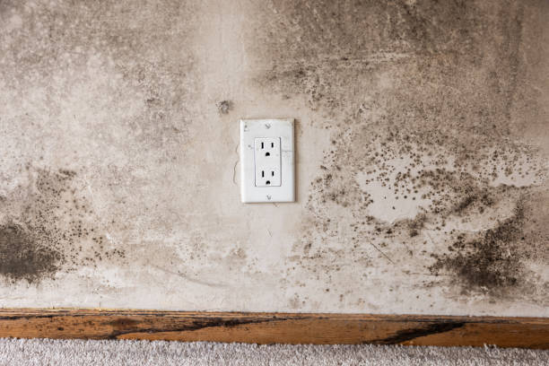 Delphi, IN Mold Removal Company