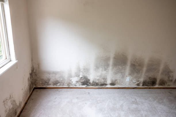 Mold Odor Removal Services in Delphi, IN